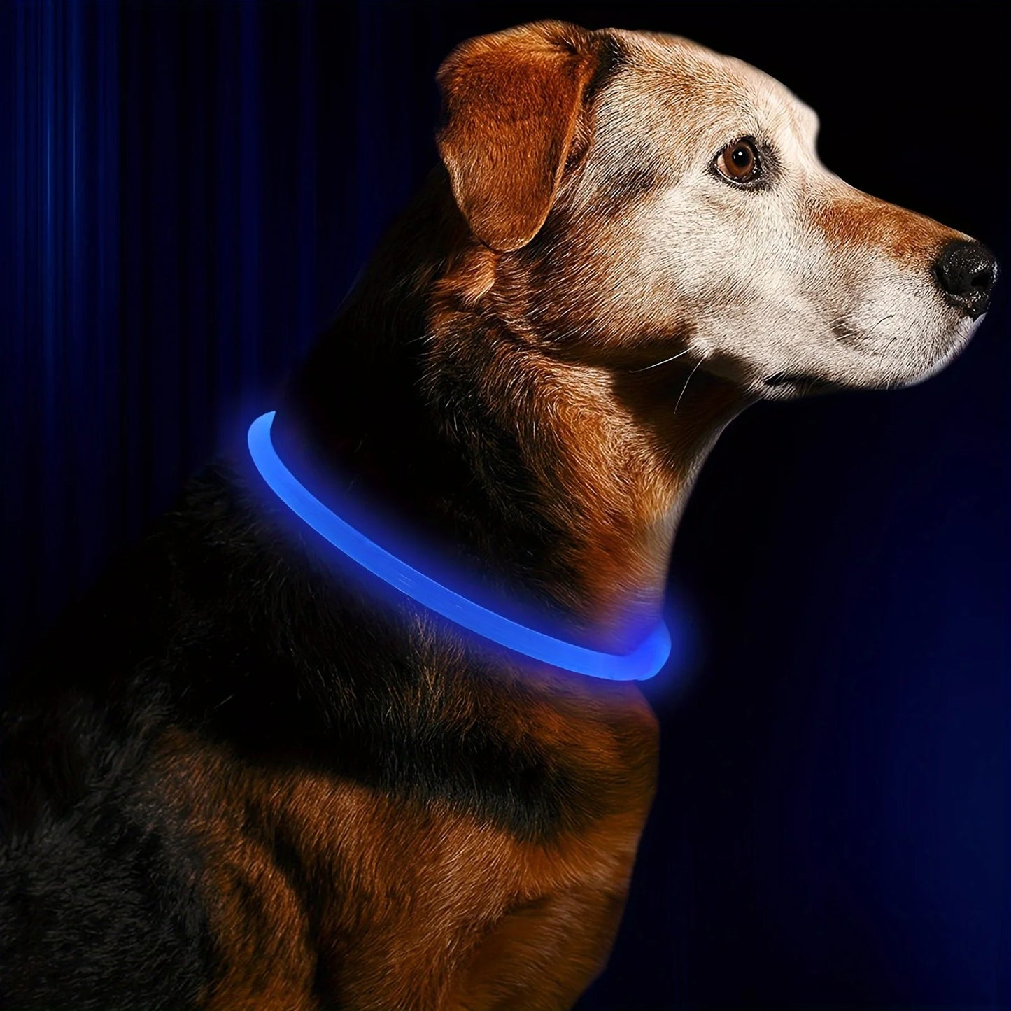 LED Glow Safety Collar for Dogs