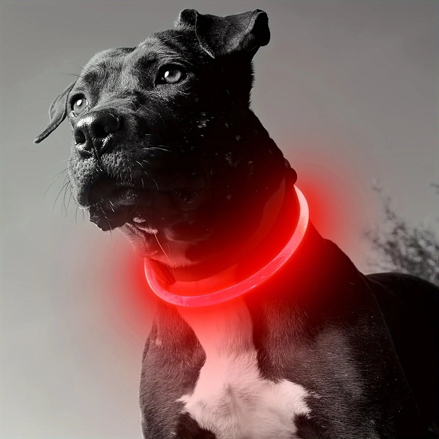 LED Glow Safety Collar for Dogs